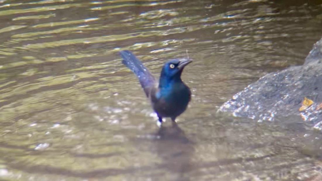 Common Grackle - ML644594000