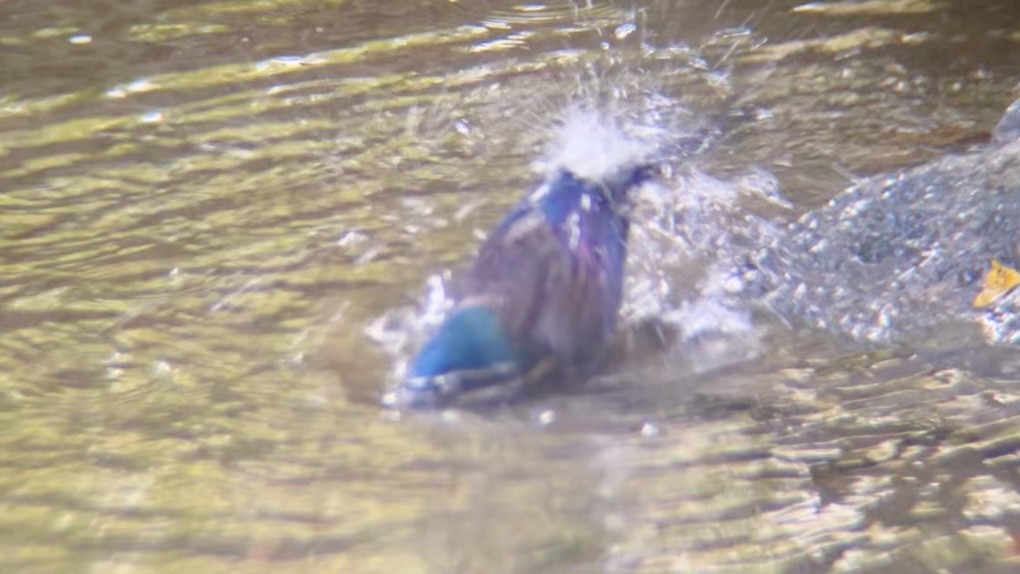 Common Grackle - ML644594001