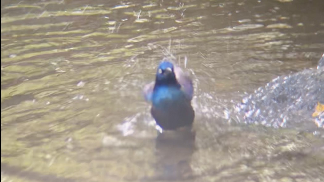 Common Grackle - ML644594002