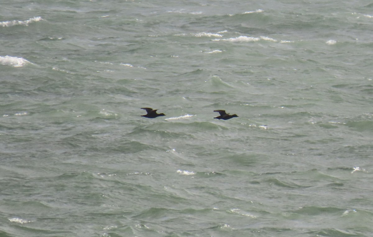 Ahatebeltz eurasiarra - ML644594003