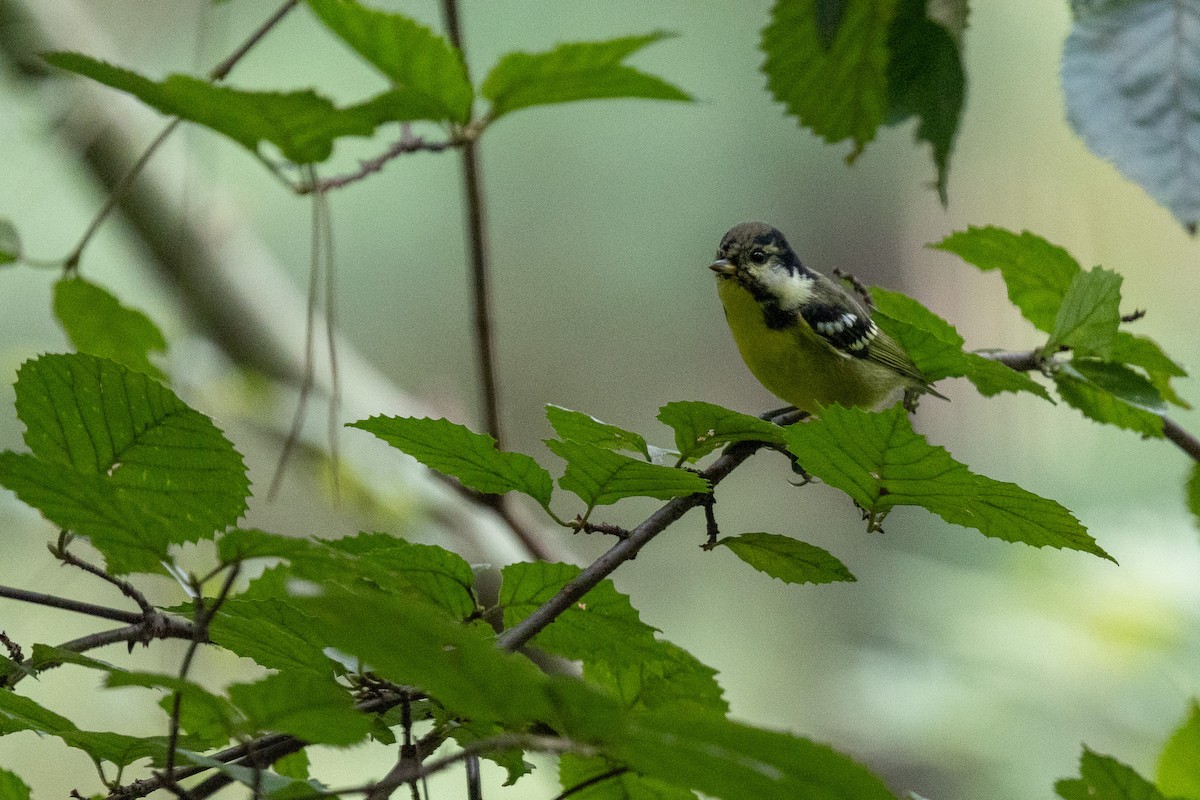 Yellow-bellied Tit - ML644594005