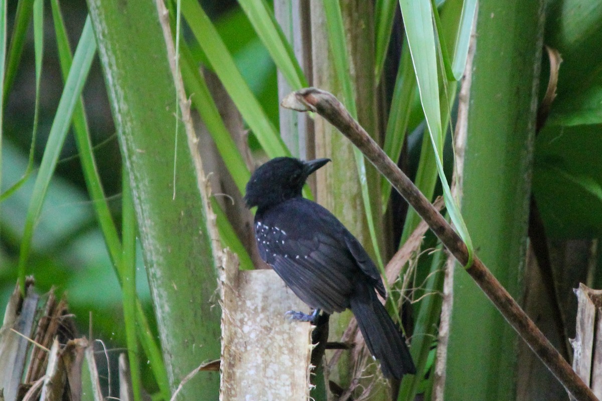 Black-hooded Antshrike - ML644594006