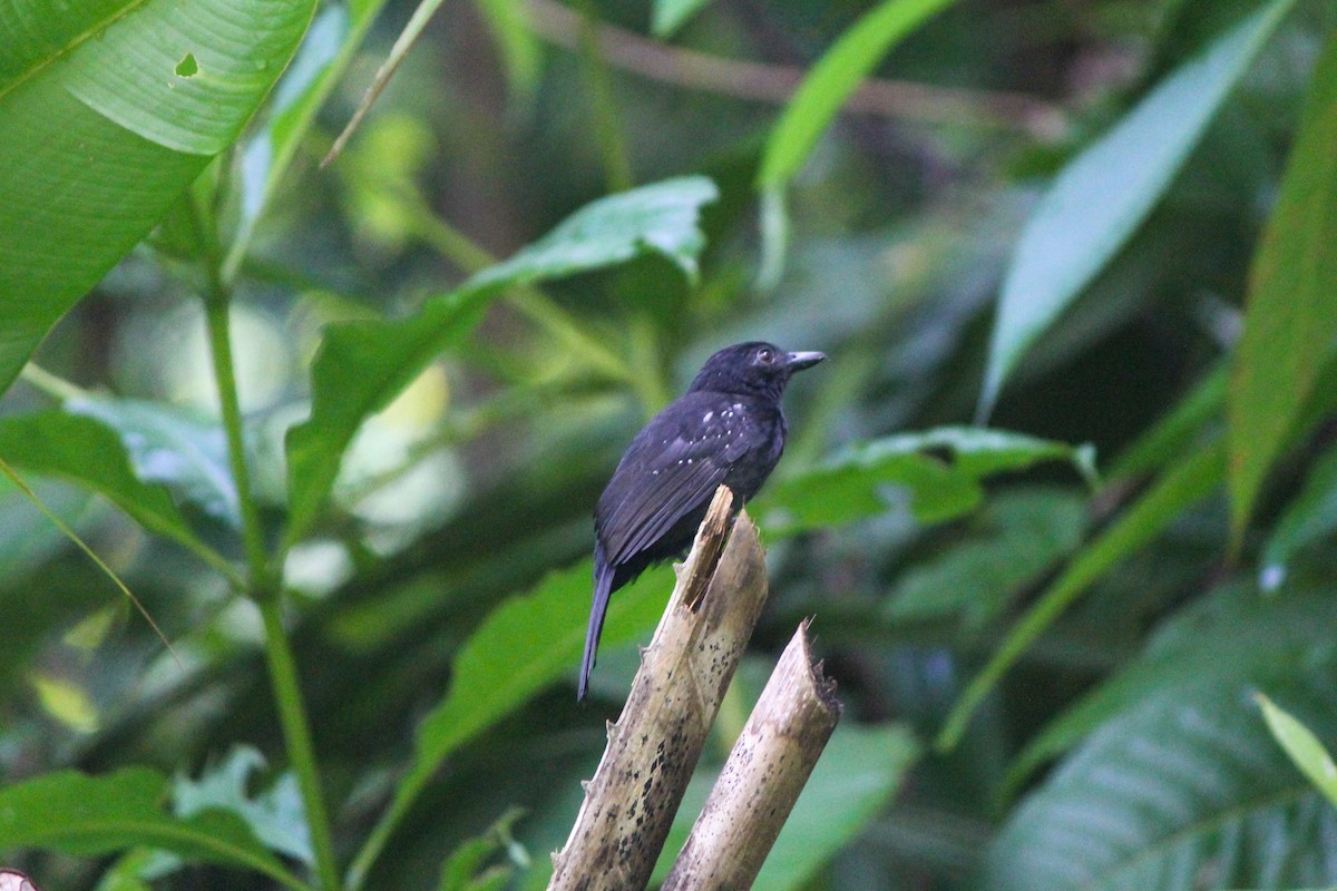 Black-hooded Antshrike - ML644594011