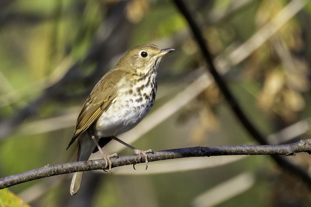 Hermit Thrush - ML644594017