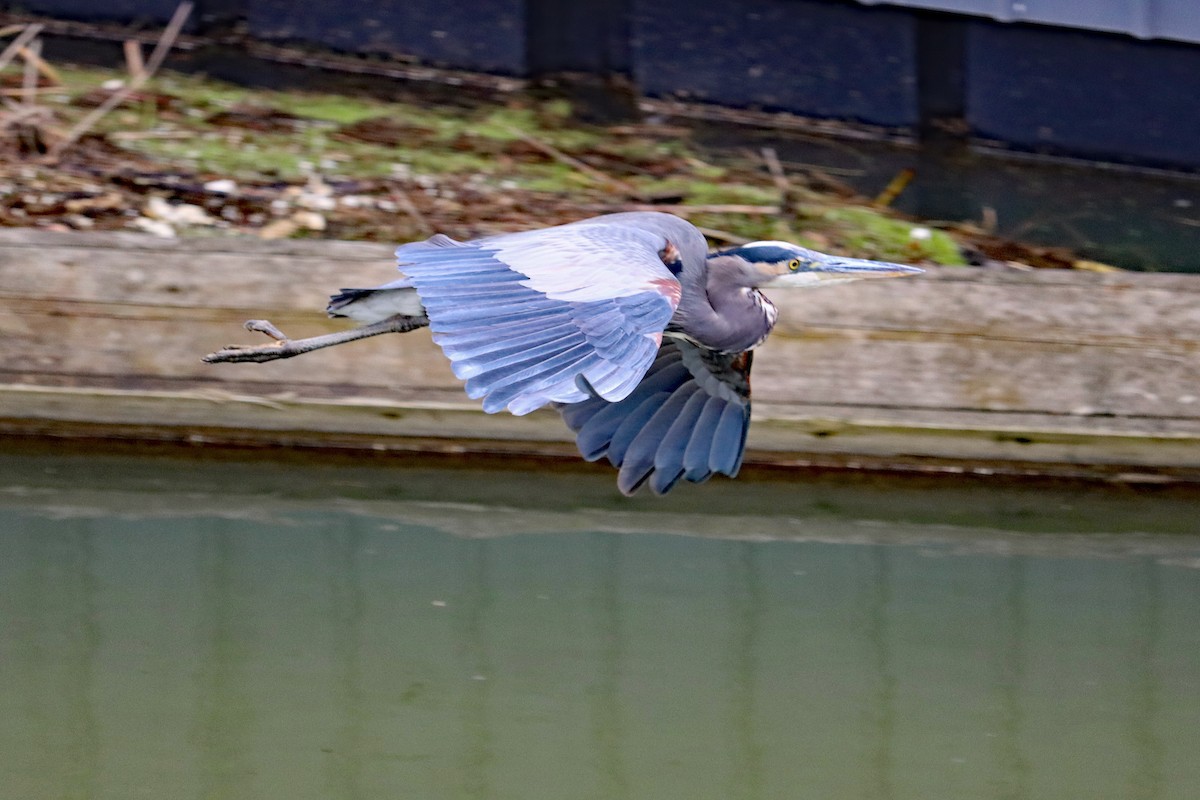 オオアオサギ - ML644594018