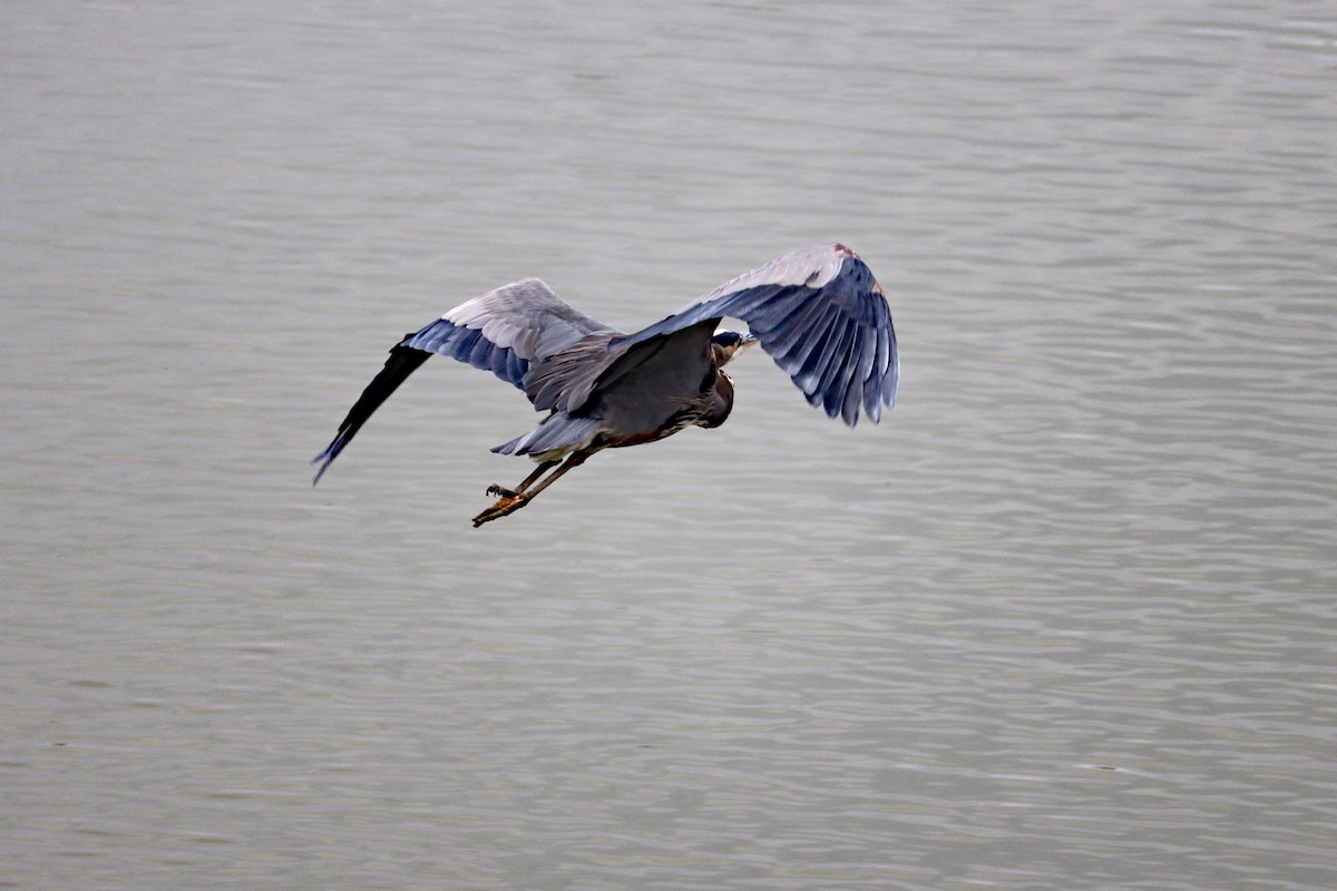 オオアオサギ - ML644594019