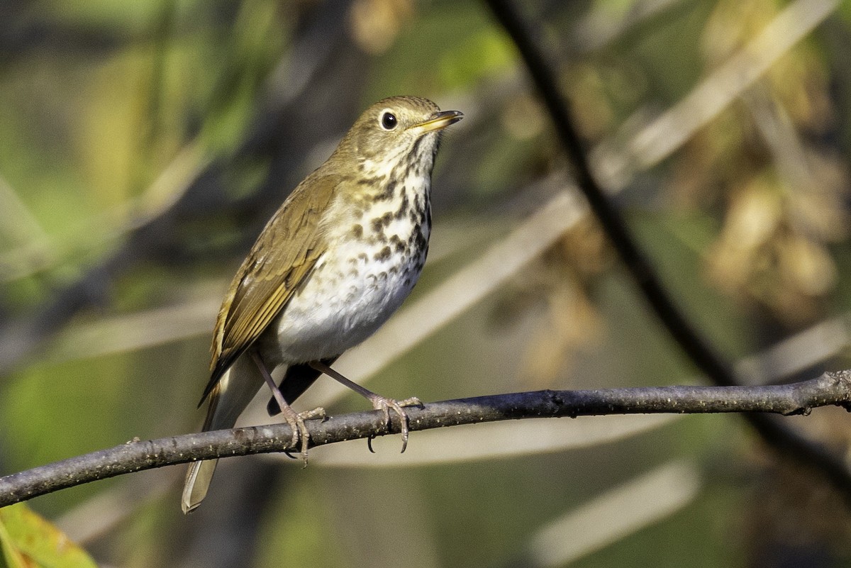 Hermit Thrush - ML644594022