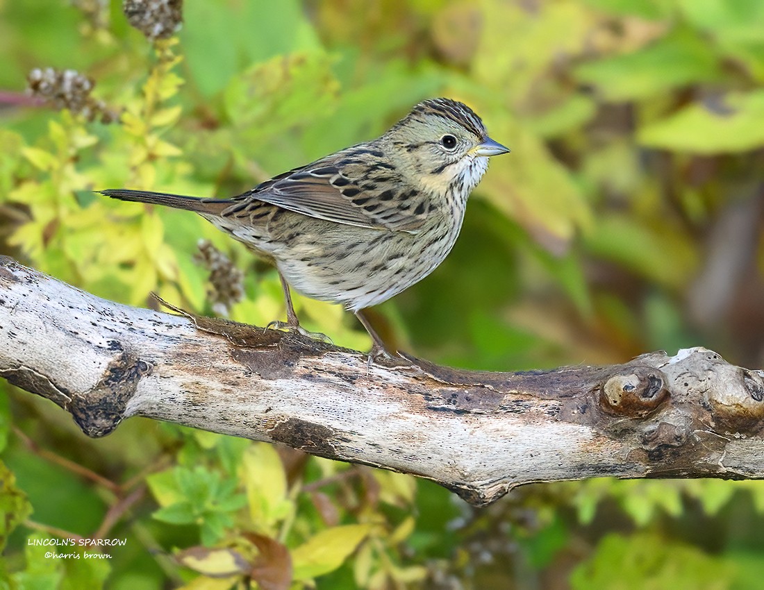Lincoln's Sparrow - ML644594024