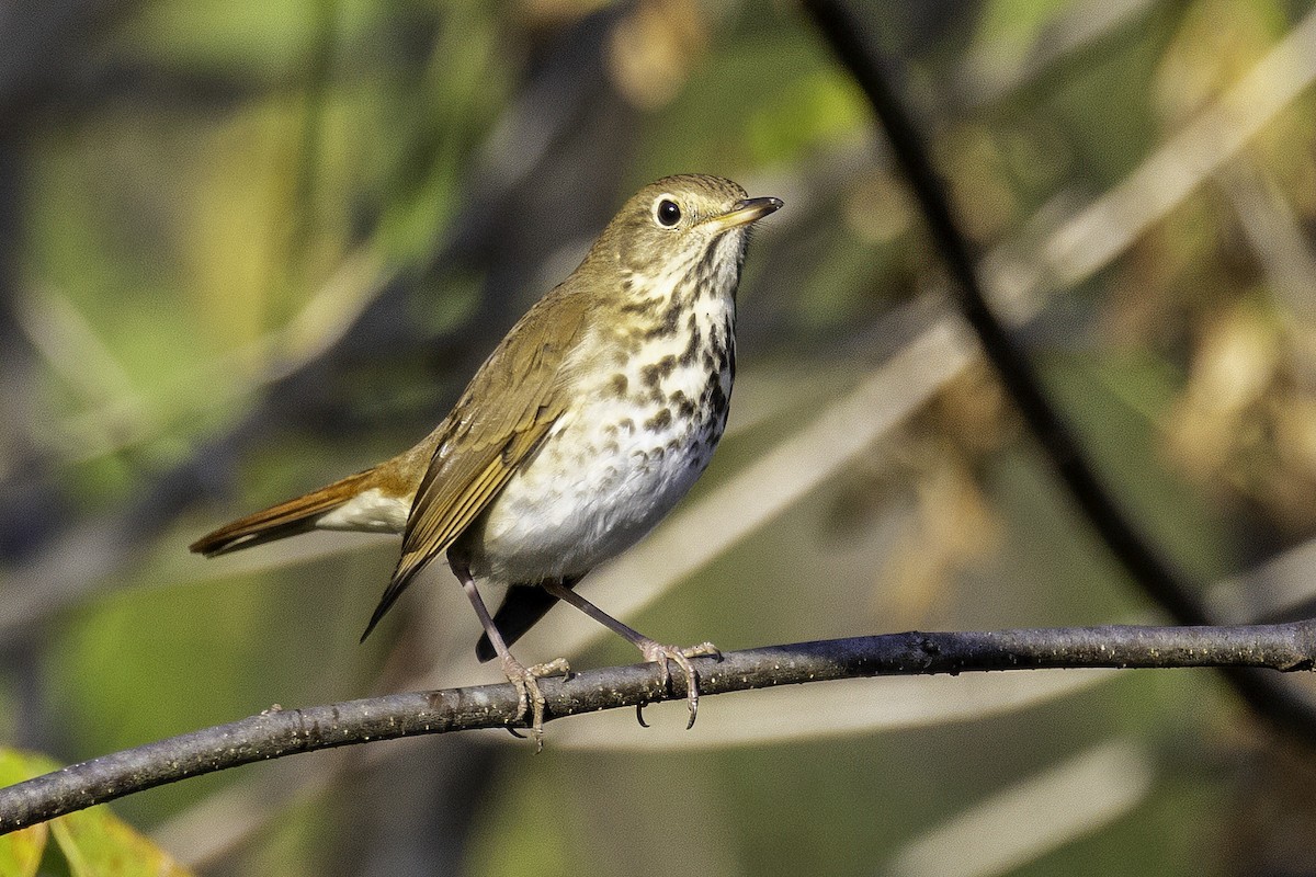 Hermit Thrush - ML644594033