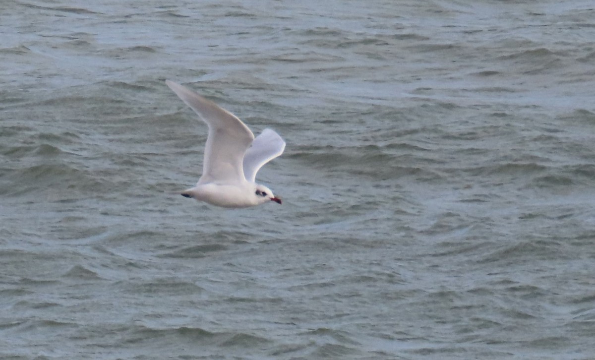 Mediterranean Gull - ML644594039