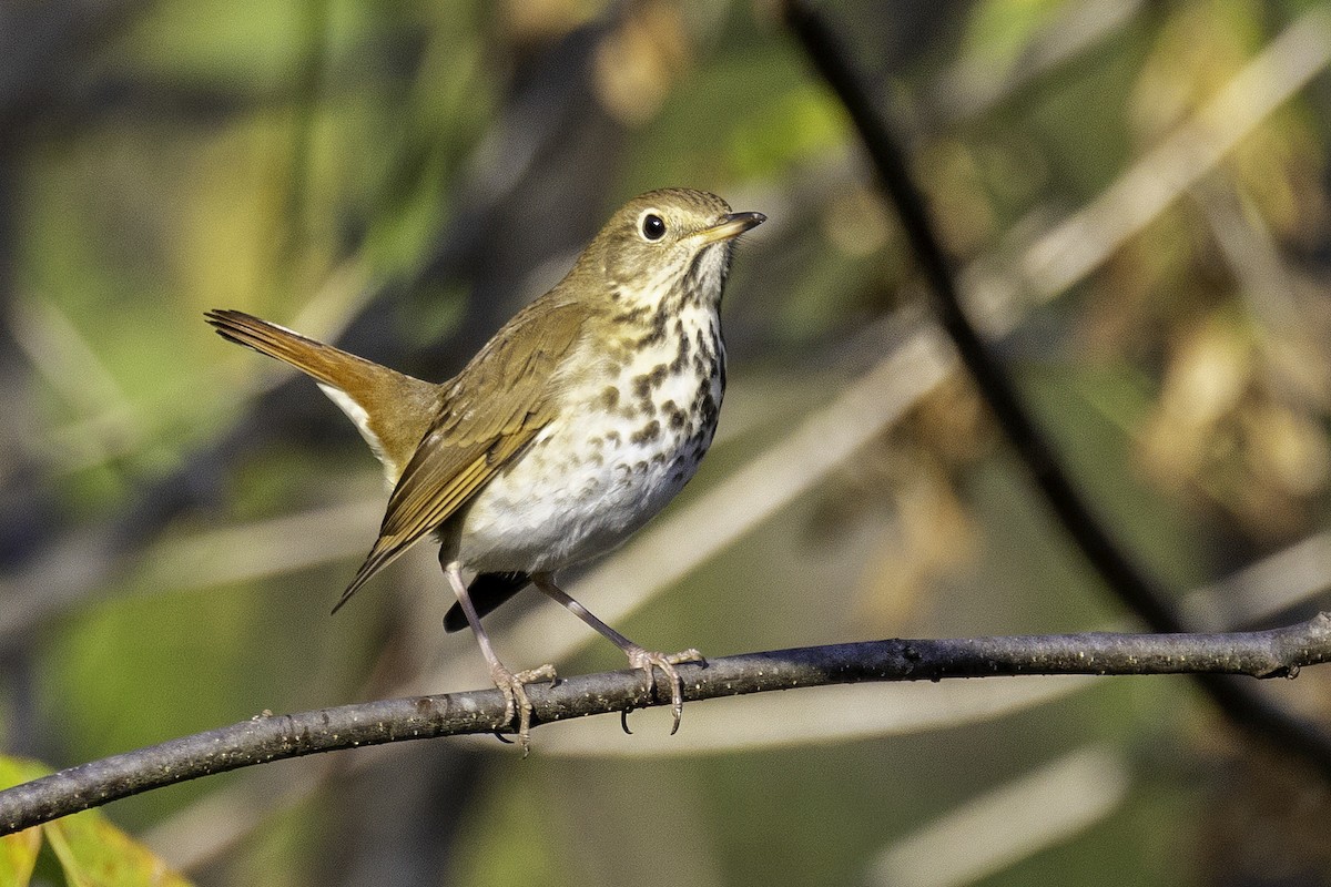 Hermit Thrush - ML644594040