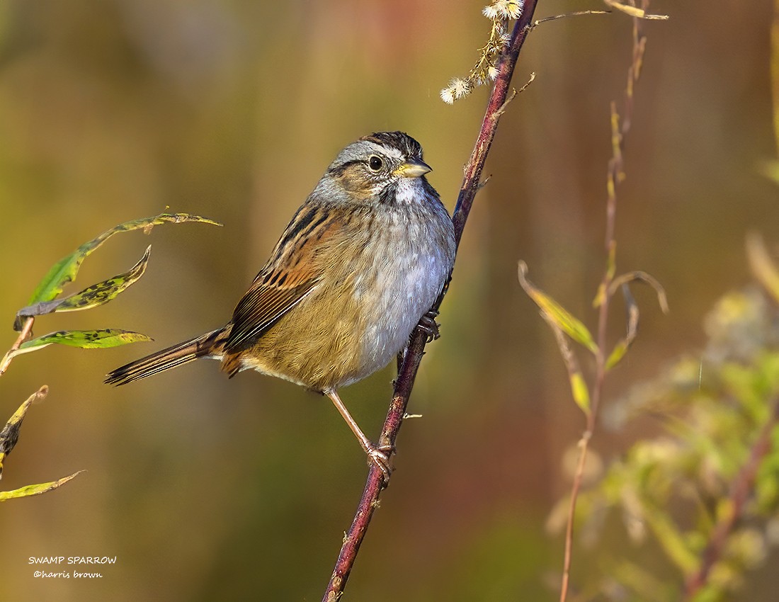 Swamp Sparrow - ML644594041