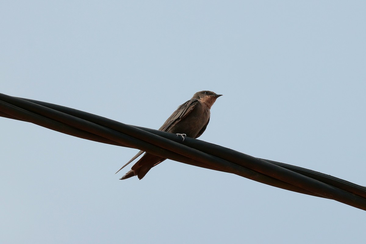 Red-throated Crag-Martin - ML644594043