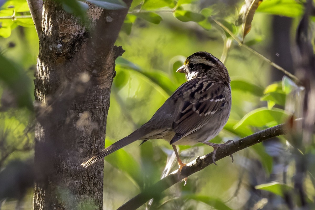 White-throated Sparrow - ML644594055