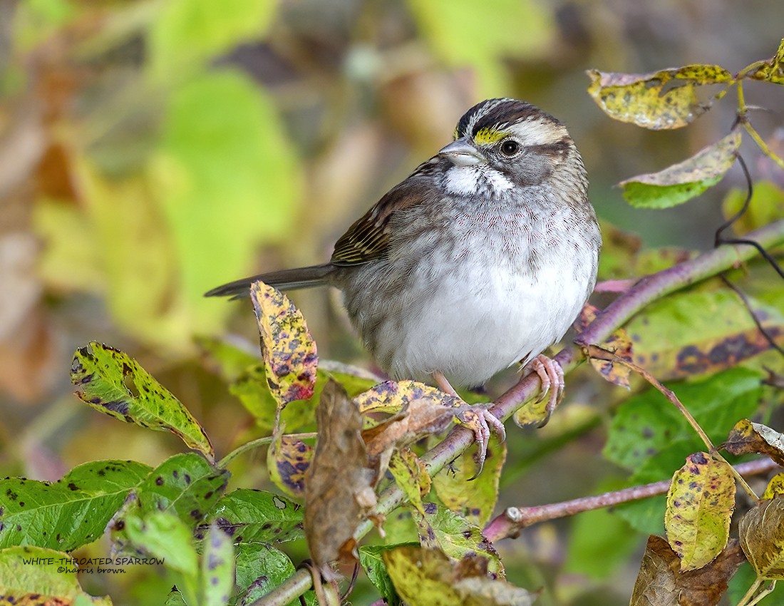 White-throated Sparrow - ML644594056