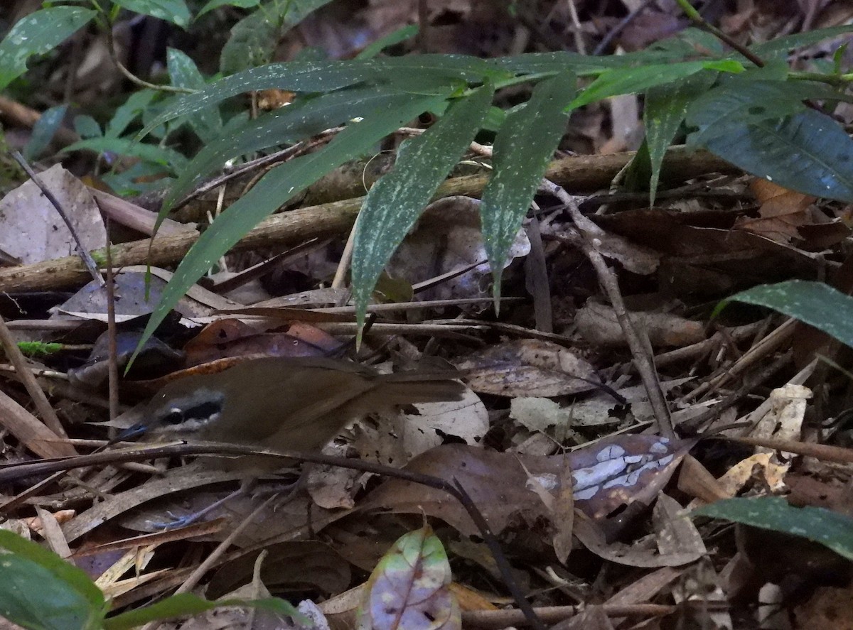 Weißbartvanga - ML644594060