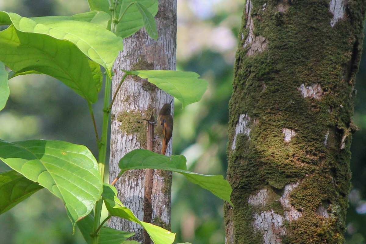 Northern Plain-Xenops - ML644594061