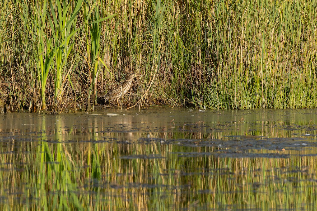 Бугайчик звичайний - ML644594078