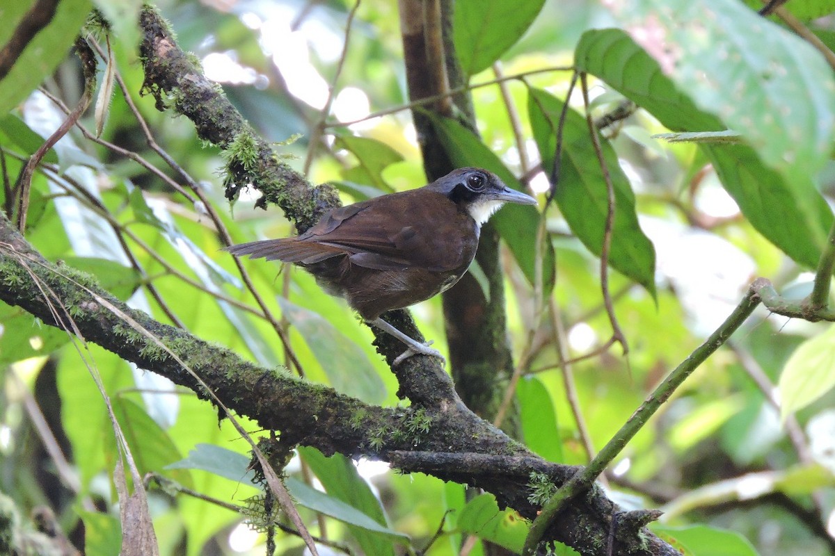 Bicolored Antbird - ML644594087