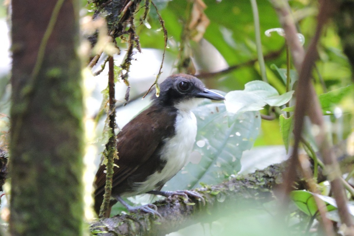 Bicolored Antbird - ML644594088