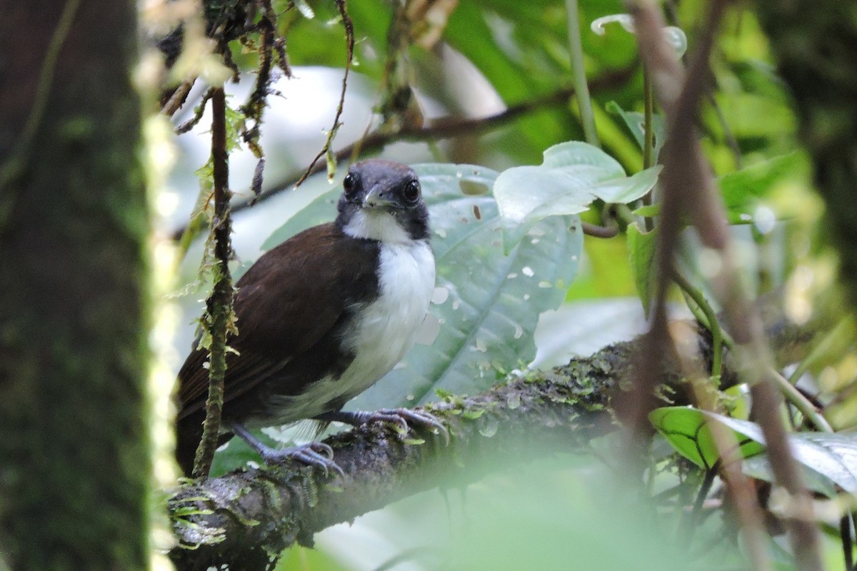 Bicolored Antbird - ML644594089