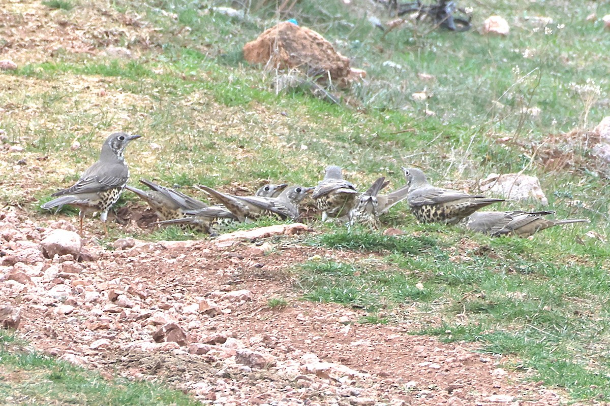 ヤドリギツグミ - ML644594090