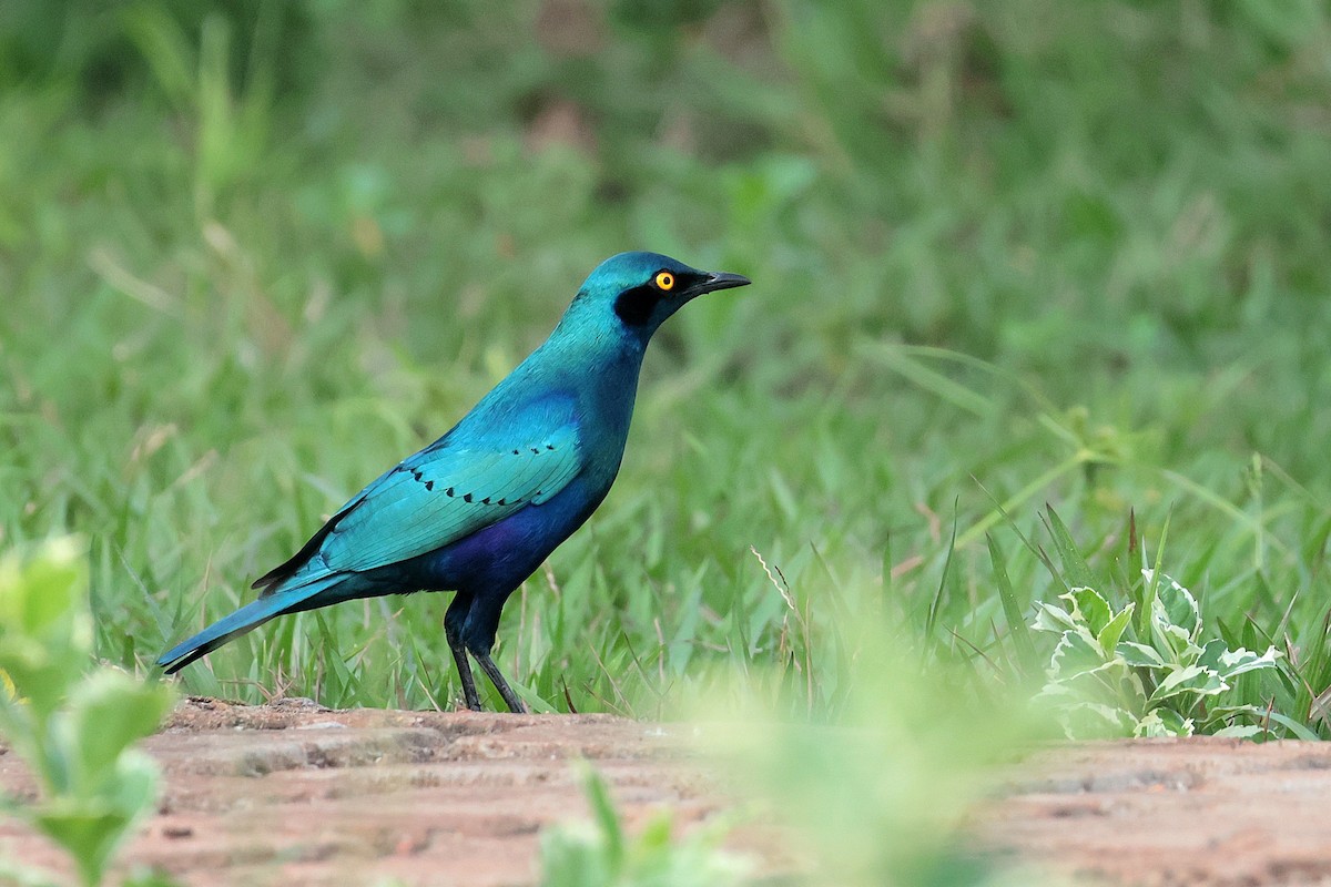 Greater Blue-eared Starling - ML644594091