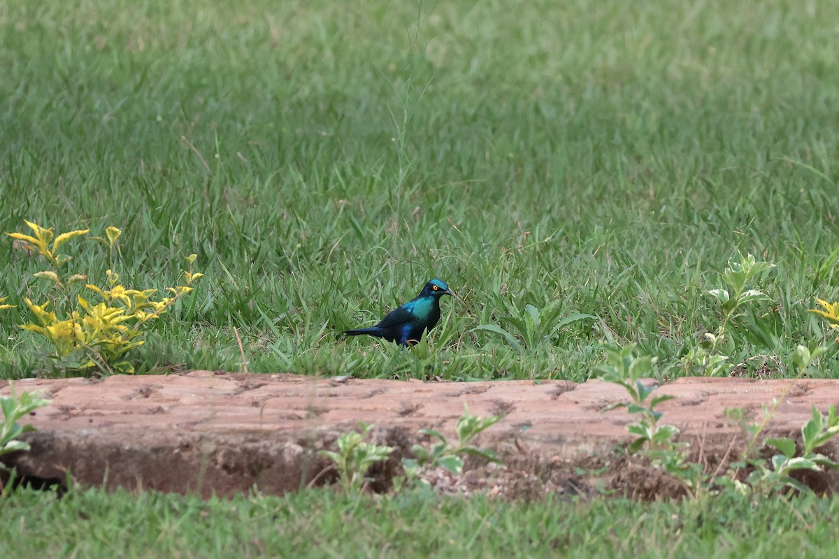 Greater Blue-eared Starling - ML644594092