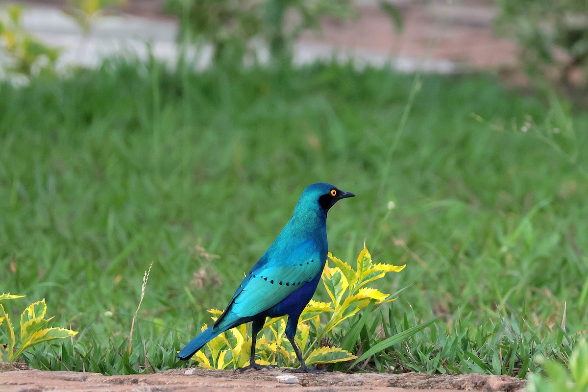 Greater Blue-eared Starling - ML644594093