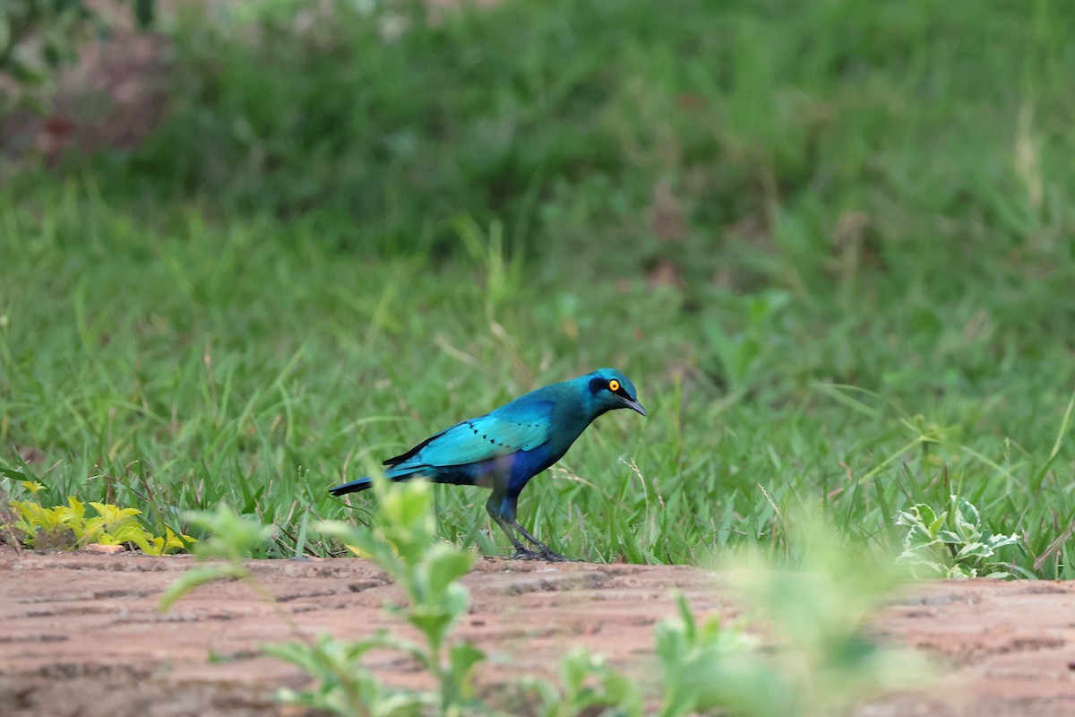 Greater Blue-eared Starling - ML644594094