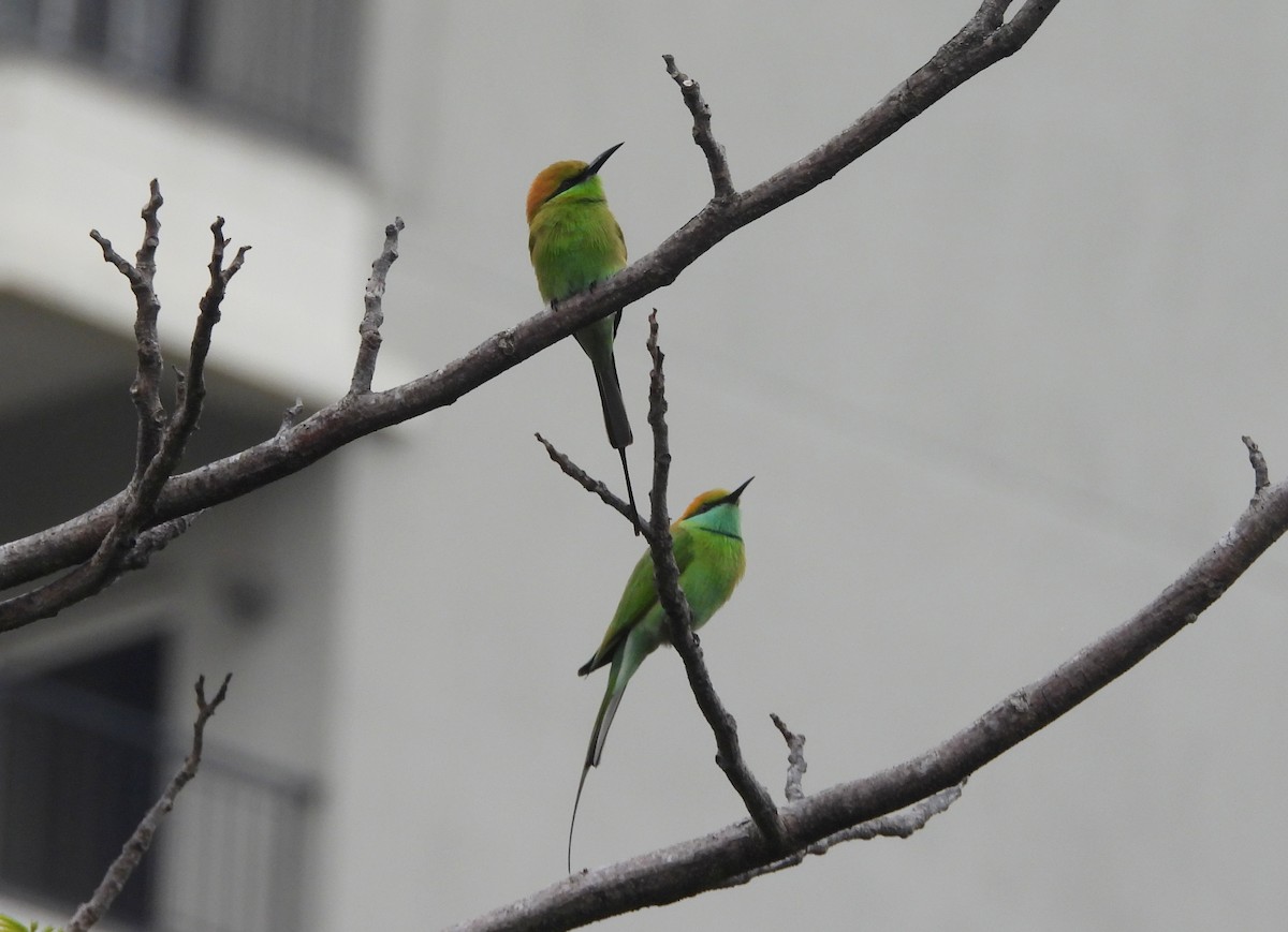 Asian Green Bee-eater - ML644594099