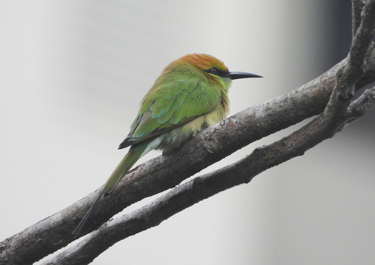 Asian Green Bee-eater - ML644594102
