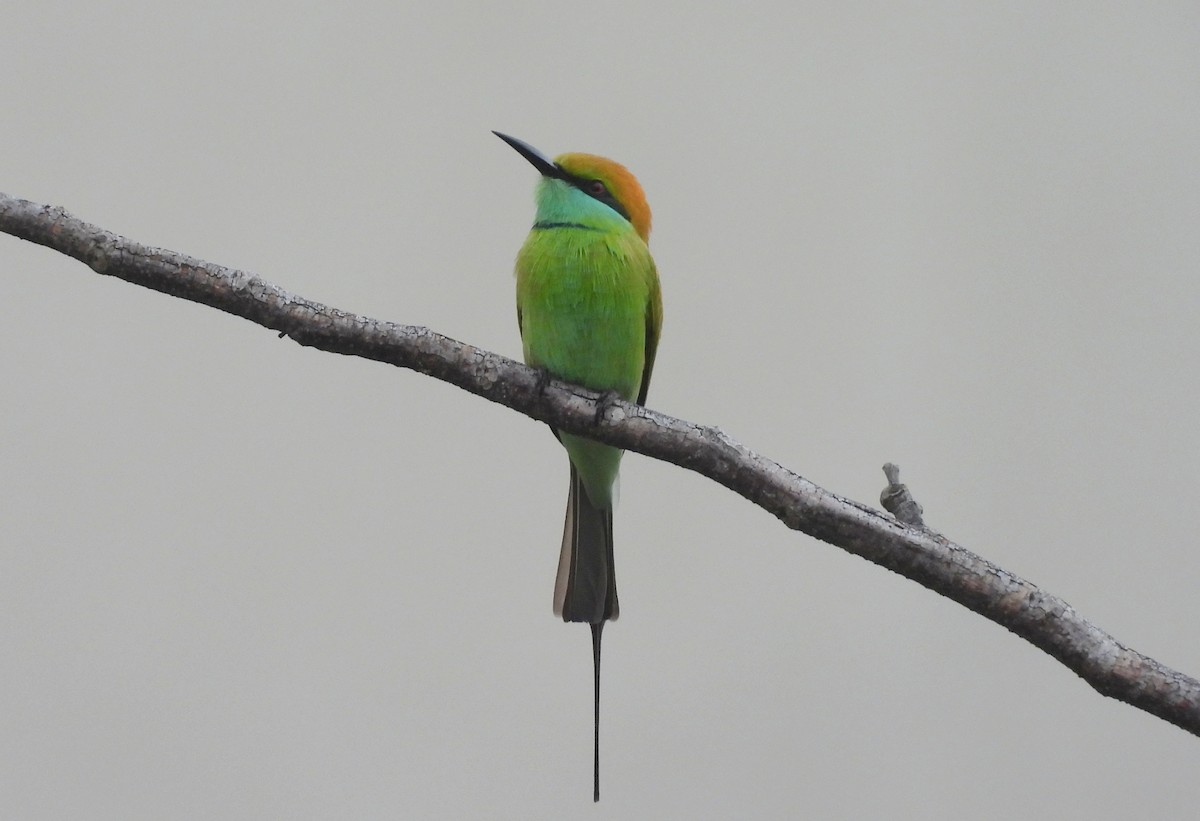 Asian Green Bee-eater - ML644594103