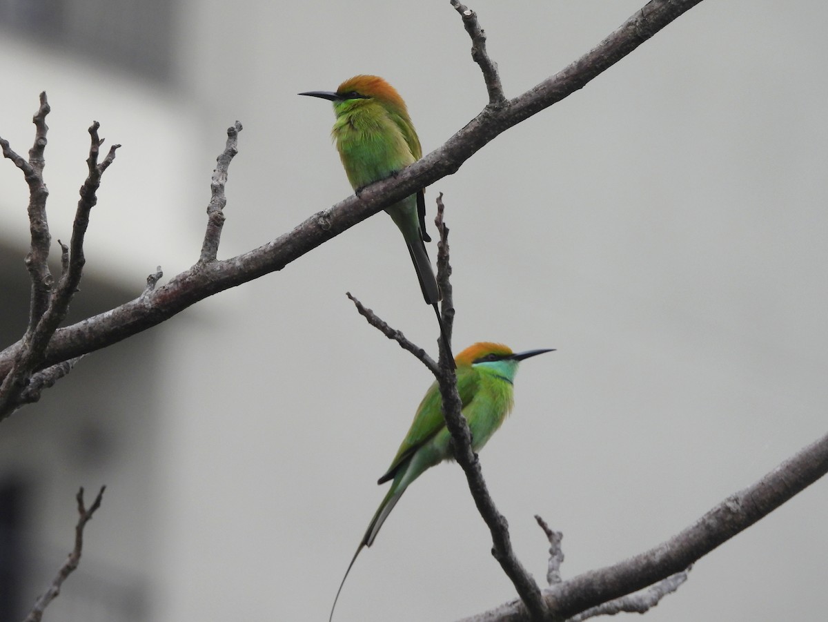 Asian Green Bee-eater - ML644594104