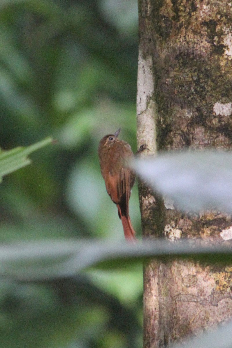 Wedge-billed Woodcreeper - ML644594105