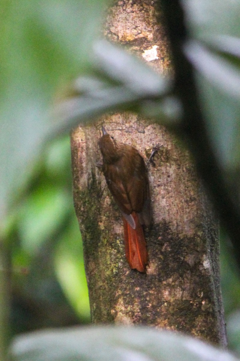 Wedge-billed Woodcreeper - ML644594106