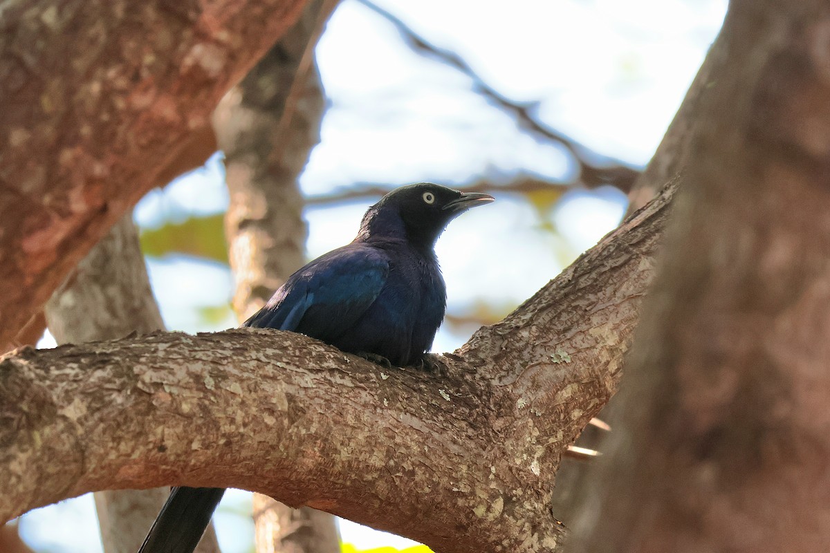 Rüppell's Starling - ML644594108