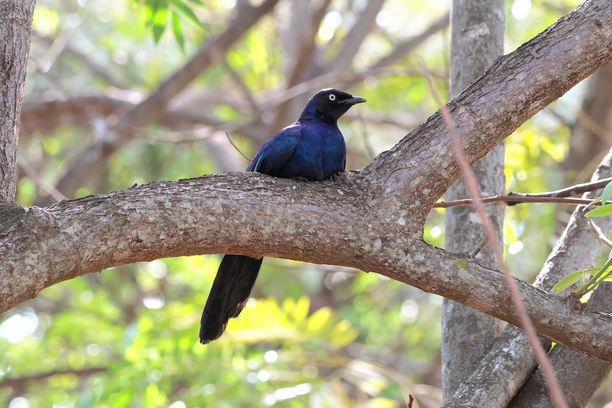 Rüppell's Starling - ML644594109