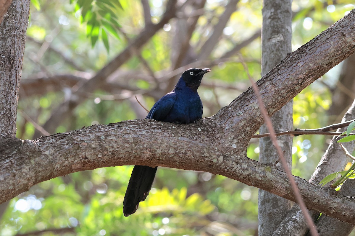 Rüppell's Starling - ML644594110