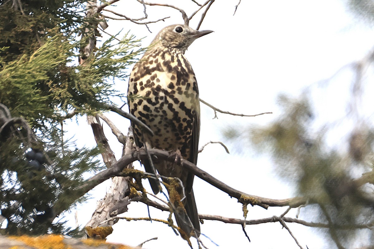 ヤドリギツグミ - ML644594111