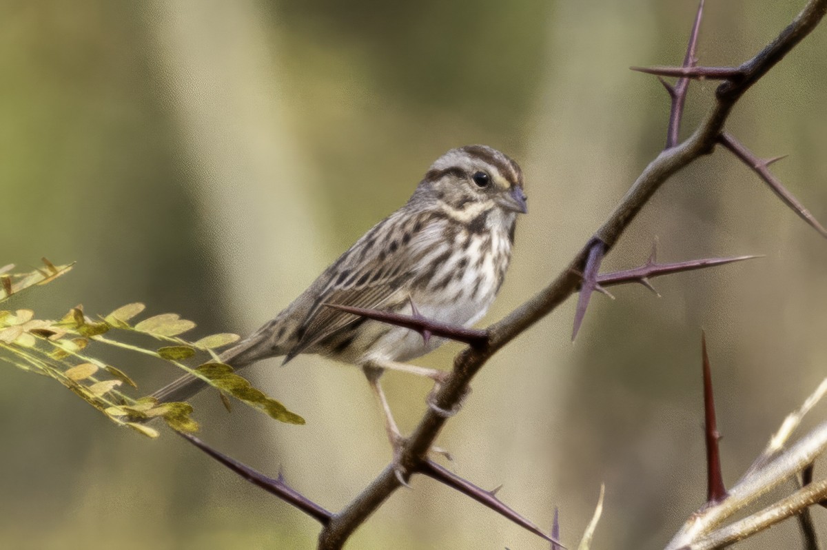 Song Sparrow - ML644594112