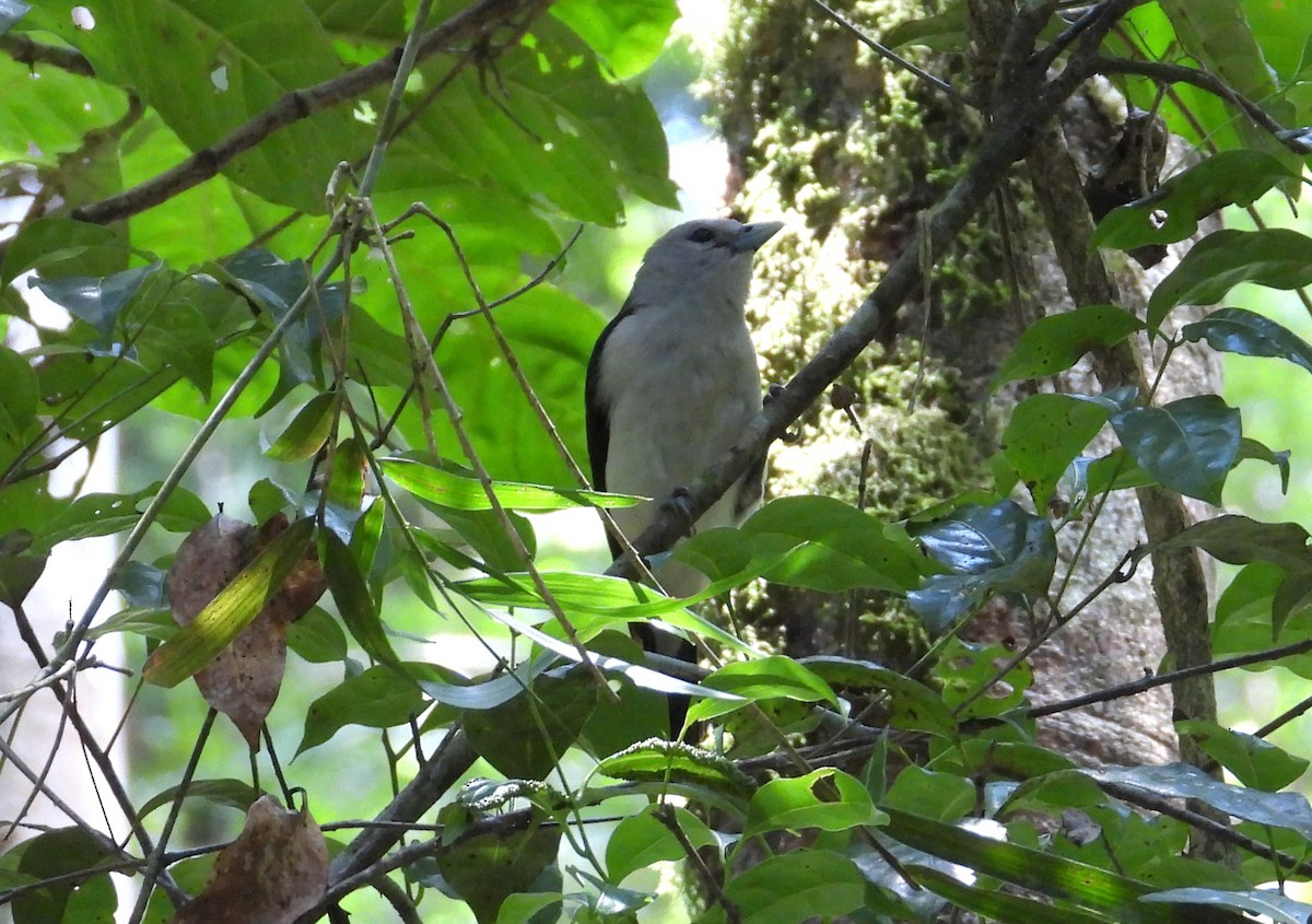 Weißkopfvanga - ML644594116