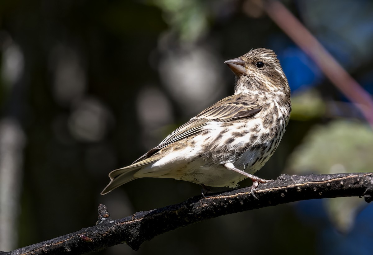 Purple Finch - ML644594135
