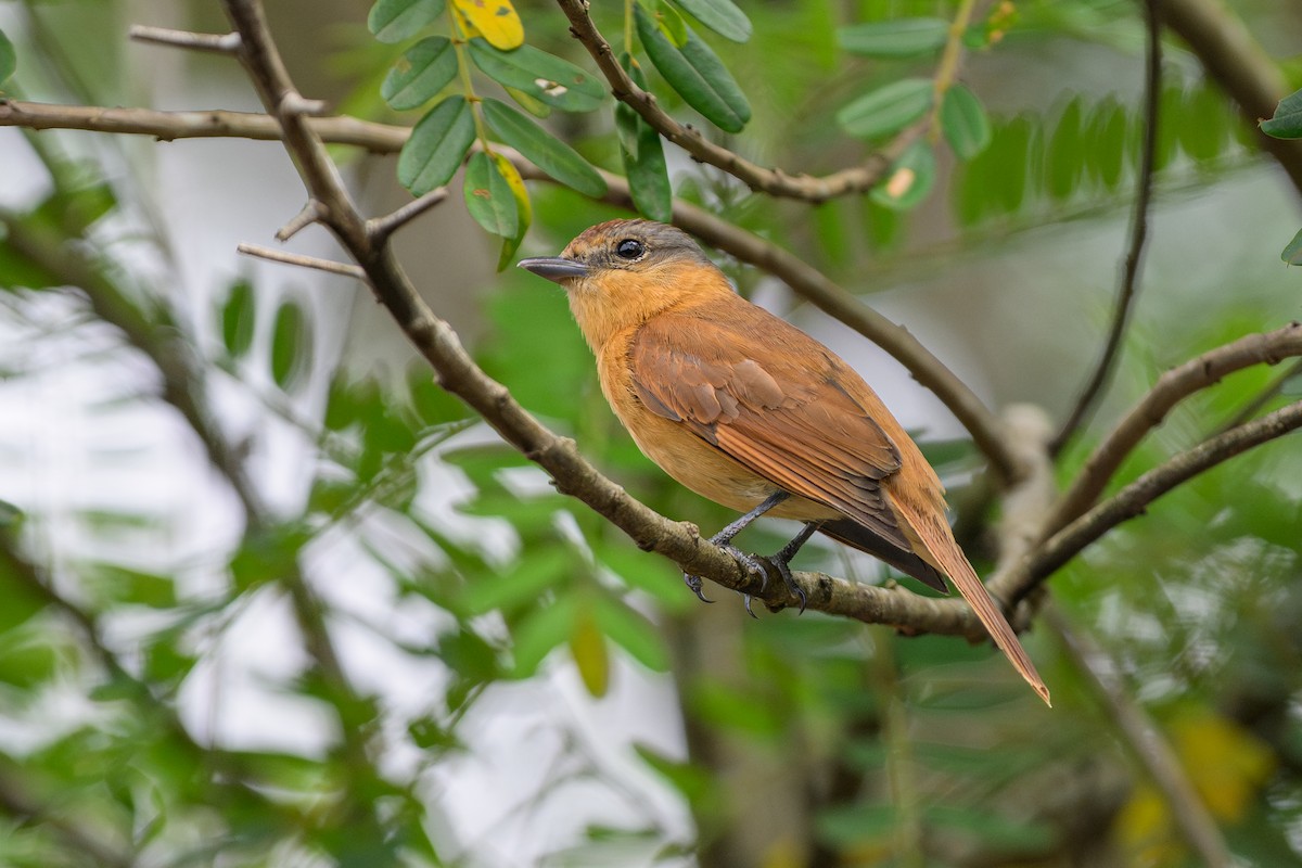 Каштановый бекард - ML644594139