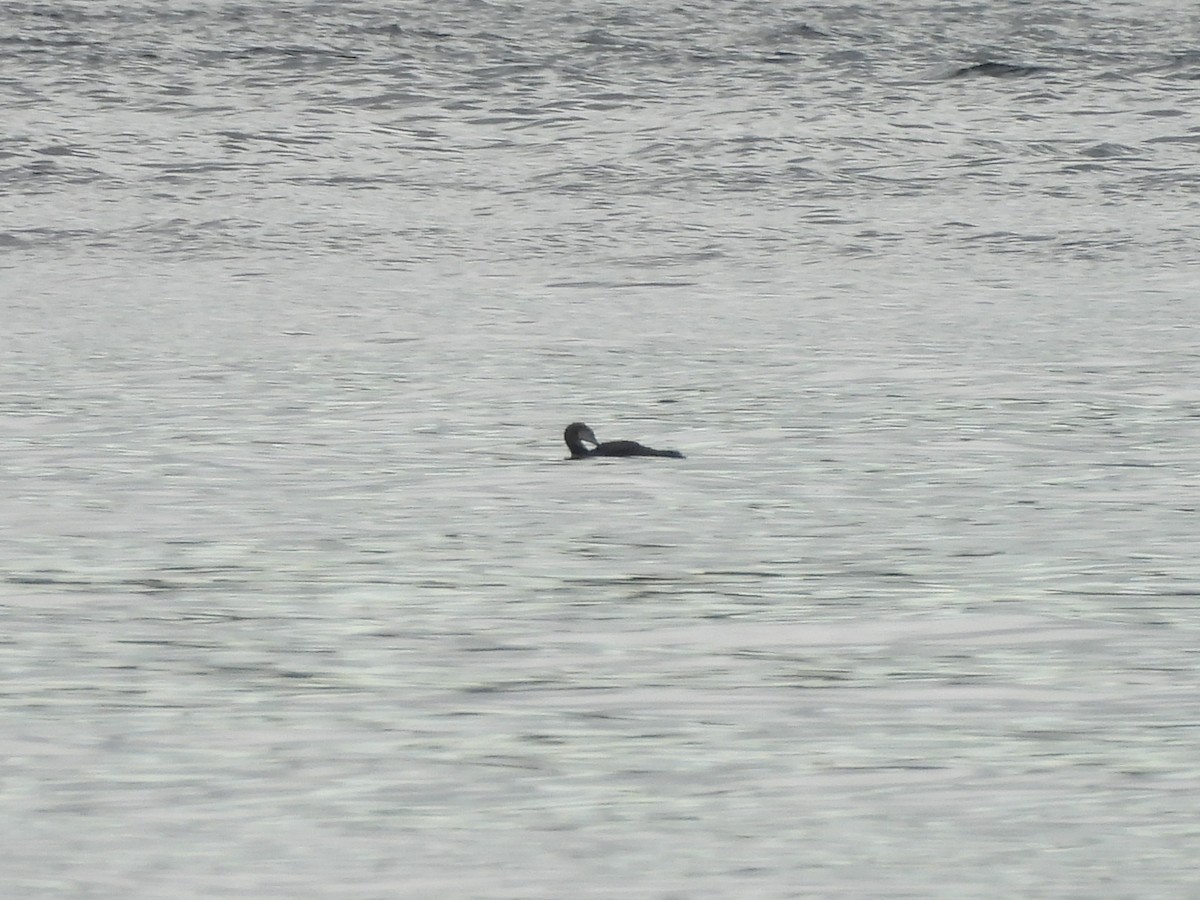 Pacific Loon - ML644594146