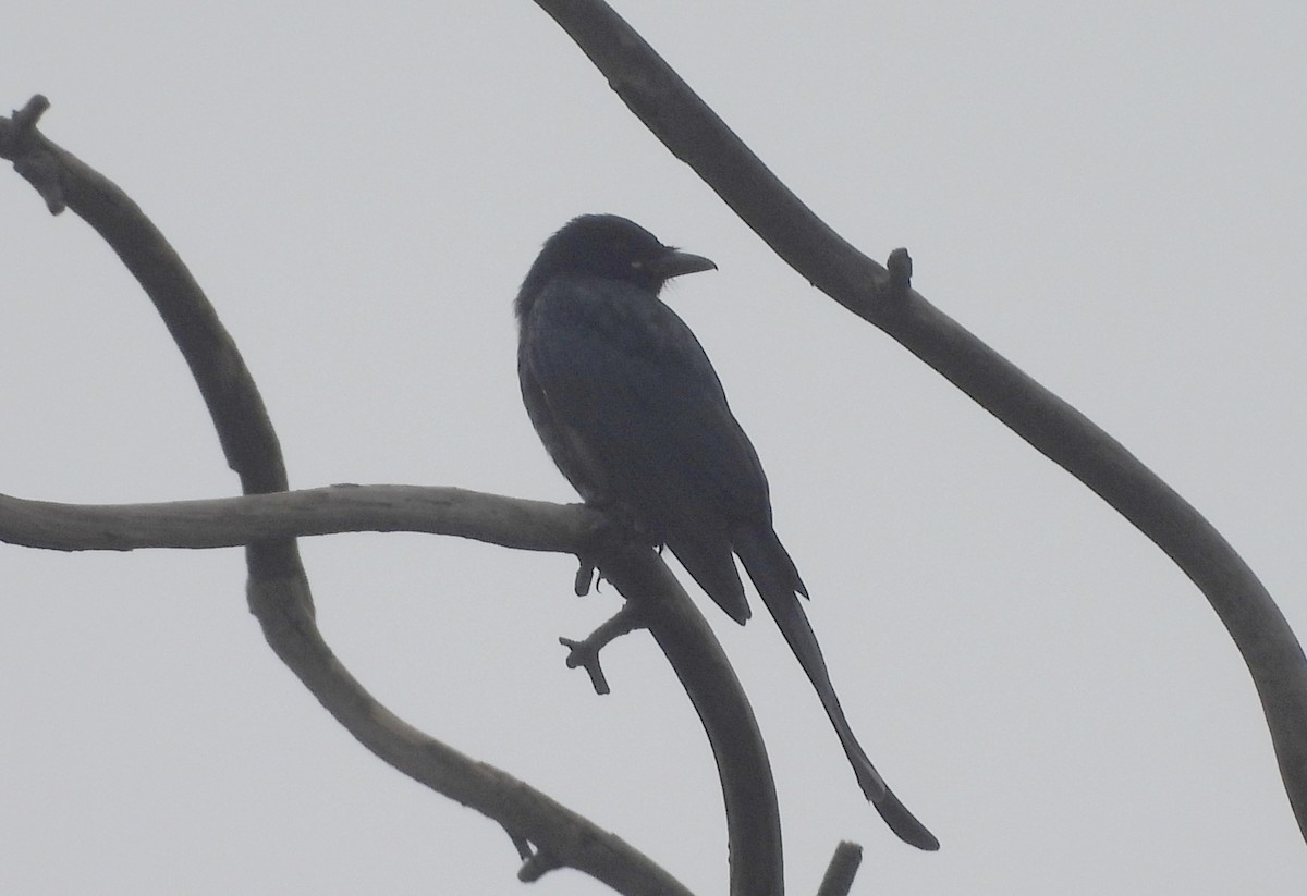Black Drongo - ML644594167