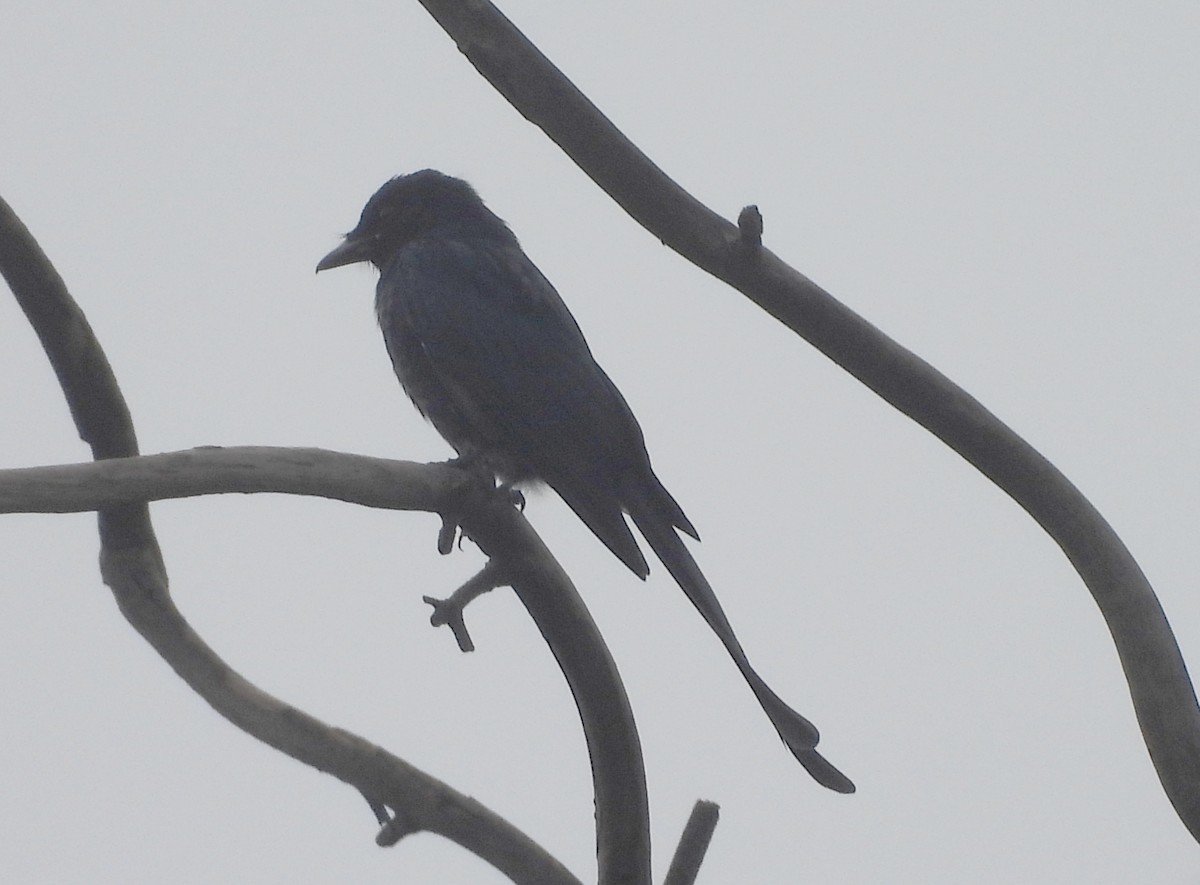 Black Drongo - ML644594168