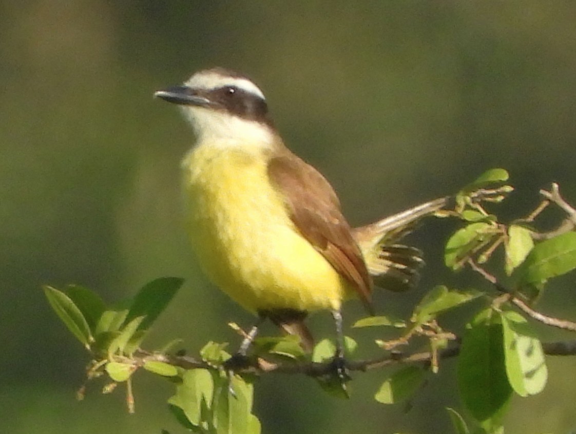 storkiskadi - ML644594189