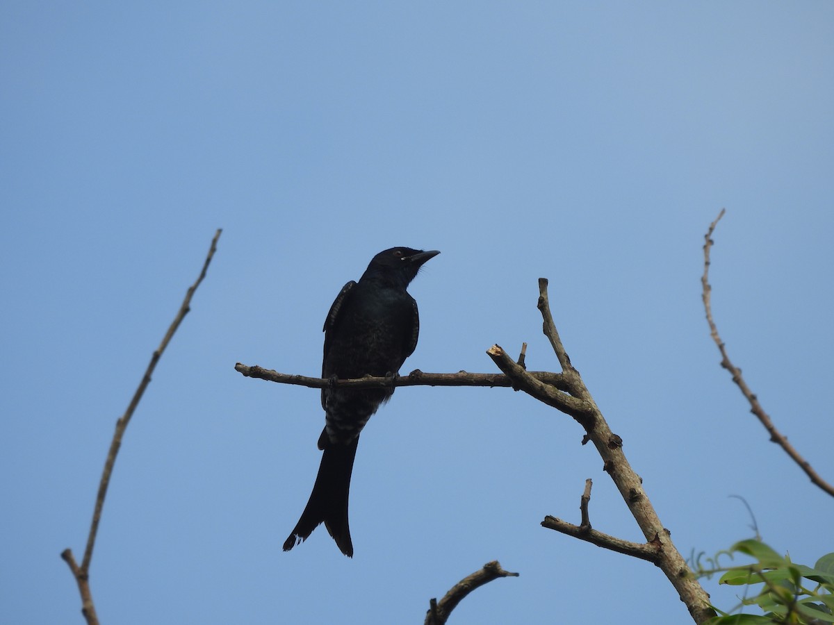 Black Drongo - ML644594192