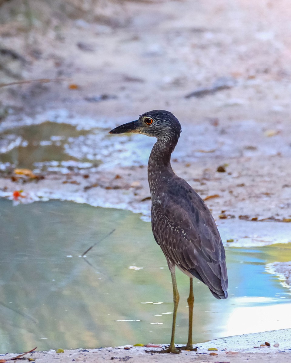 kvakoš žlutočelý - ML644594193